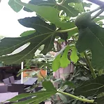 Vilele Liliana 3* Năvodari