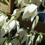 Vendégház Vilele Liliana 3*