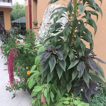 Vilele Liliana Guest house Navodari