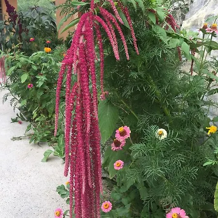 Vilele Liliana Maison d'hôtes