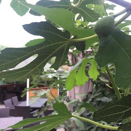 Vilele Liliana 3* Năvodari