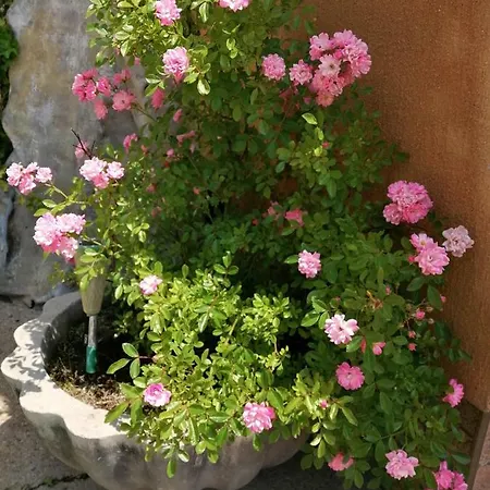 Guest house Vilele Liliana