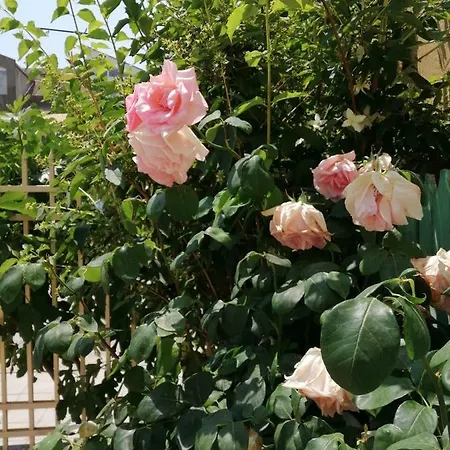 Vilele Liliana Maison d'hôtes Năvodari